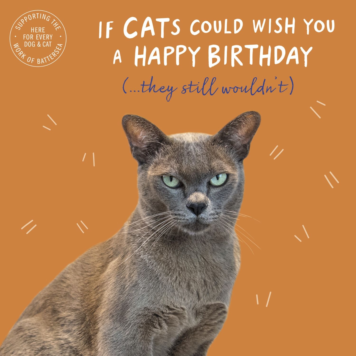 Birthday Card Funny Humour Grumpy Grey Cat Birthday Wishes - Highworth  Emporium